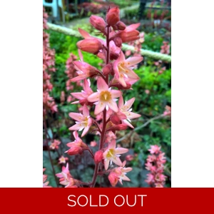 Heuchera 'Megan'